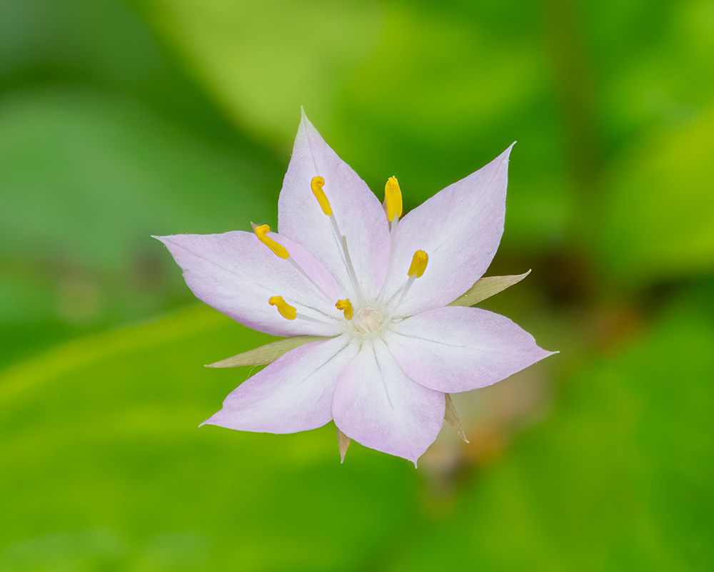 Star flower